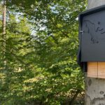 Abendliche Fledermausbeobachtung im Licht- und Luftbad Hanau am 28. August