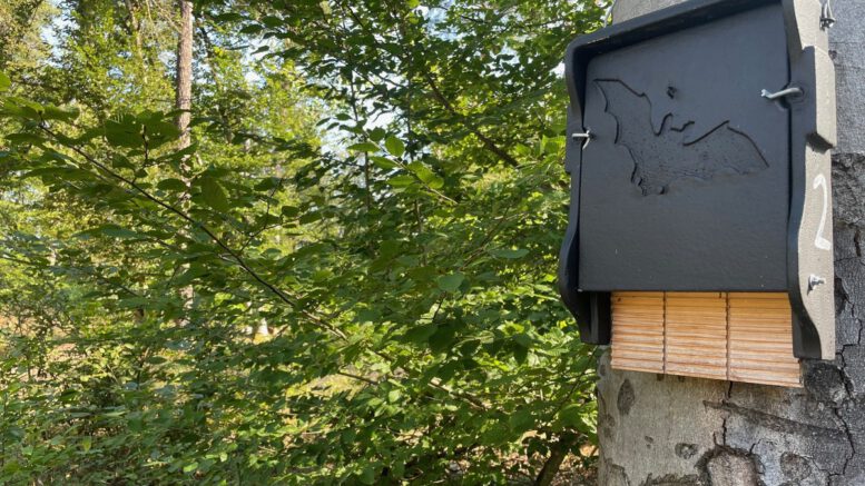 Abendliche Fledermausbeobachtung im Licht- und Luftbad Hanau am 28. August Abendliche Fledermausbeobachtung im Licht- und Luftbad Hanau am 28. August