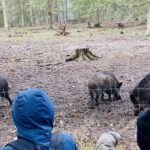 Hanau: 26 Plätze für Herbstferienwoche im Wildpark Alte Fasanerie