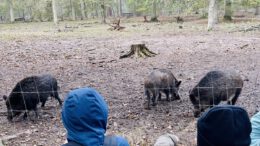 Hanau: 26 Plätze für Herbstferienwoche im Wildpark Alte Fasanerie