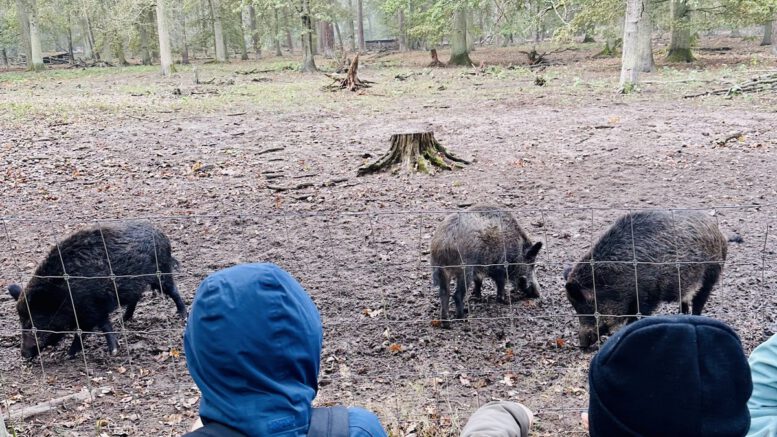 Hanau: 26 Plätze für Herbstferienwoche im Wildpark Alte Fasanerie