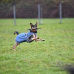 Hanau verhängt saisonale Leinenpflicht in vielen Außenbereichen bis 30. Juni