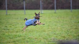 Hanau verhängt saisonale Leinenpflicht in vielen Außenbereichen bis 30. Juni
