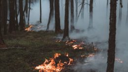Warnstufe 4: Stadt fordert erhöhte Vorsicht in Wäldern und untersagt offenes Feuer